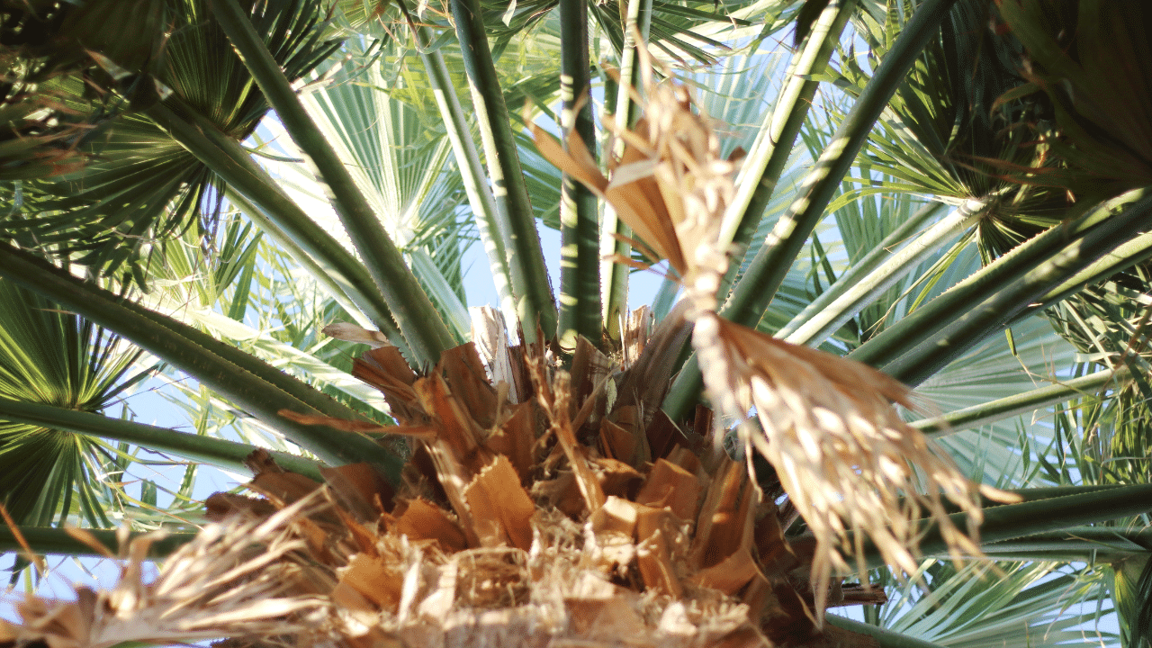 Queen palm freeze damage